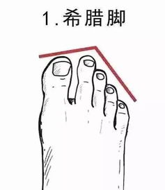 埃及脚：坚韧独立却易孤立