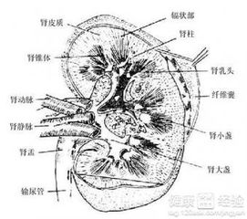 一、 绦虫在传统医学中的象征意义