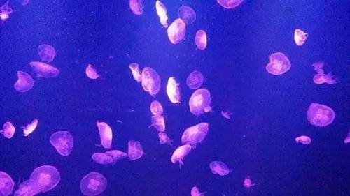 案例1：“全包含套餐”的“隐藏菜单”：45%的二次消费率你没算过