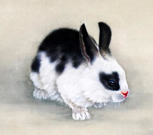 生肖兔的仙女姐姐们：软萌软萌的小兔子