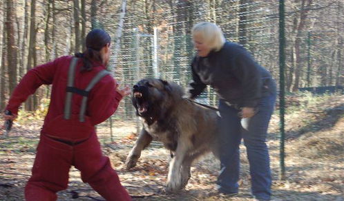2．正能量激励—犬类人格模型说明