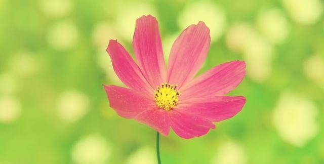 天秤座和双子座是否相配？天秤座是否心疼双子座？