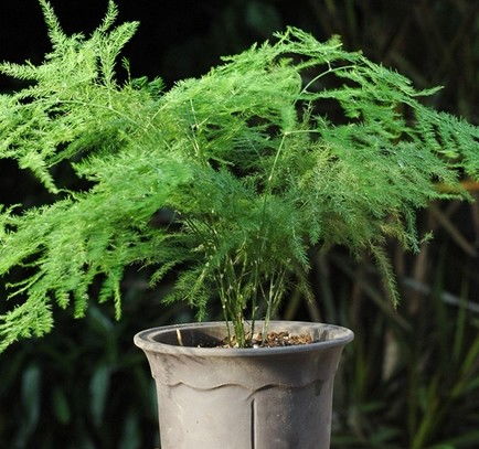 文竹摆放在客厅里有什么风水禁忌需要注意吗？