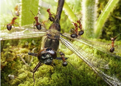 2. 生长变化与蜕皮过程