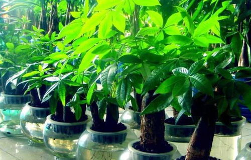 四、  强化财运能量的辅助性风水技法