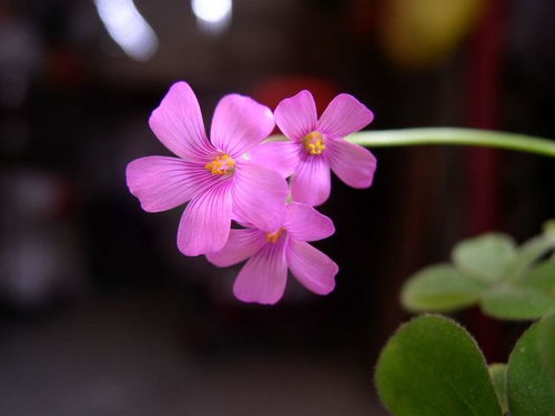 天秤座：行走的万人迷