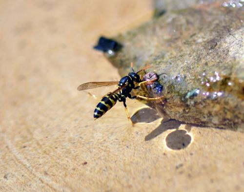 螳螂进家预示着什么风水吉凶？