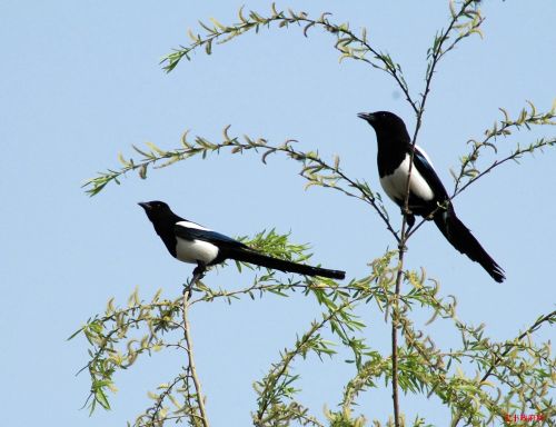 屋顶为什么总是聚集那么多鸟，这是不是有什么忒别的预兆呢？