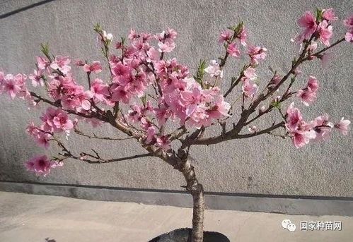 桃树：古老传说中的守护灵符