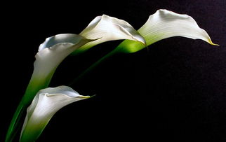 3. 马蹄莲：纯洁爱情与美好关系的寄托