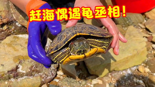 2.2 被咬/被追梦境对应运势变化波动