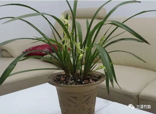 南方方位：火木相克与湿润需求的冲突