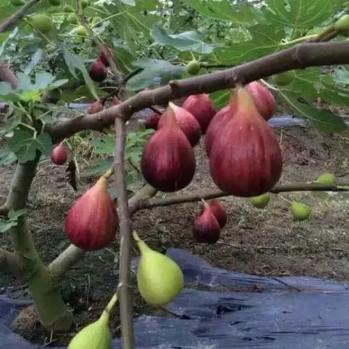 案例回顾三：北屋无花果林遮蔽与火灾风险因素评估