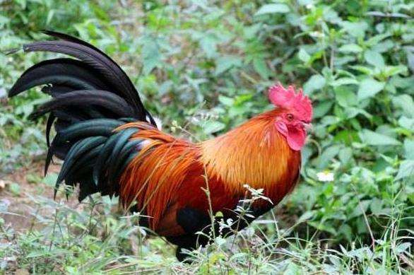 2026年1月属鸡搬家吉日具体是哪几天？