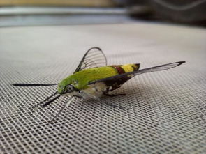 宿舍里飞进飞蛾，家里突然有飞蛾进屋，这究竟是什么吉凶预兆？