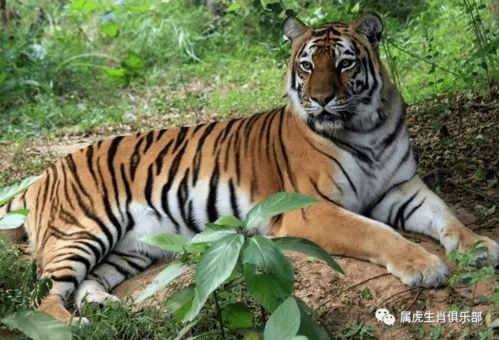 1974年属虎女性命运如何，一生运势详解是什么？