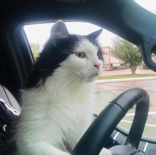 五、 传统风水化解方法之补充说明