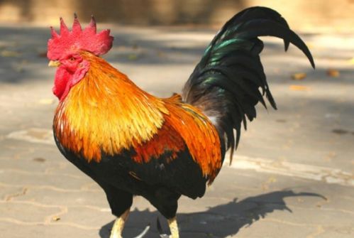 2026年1月属鸡搬家吉日有哪些？2025年11月9日属鸡乔迁吉日改在何时？