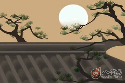 伤官格松树命究竟蕴含着怎样的神秘玄机？