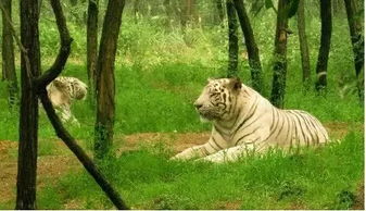 孤犬：半夜叫得人心里发毛！