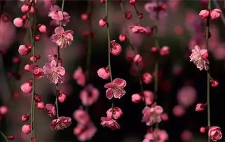 梅花美女打一正确生肖，梅花三月二度春打一生肖，这是什么生肖的别称？