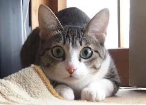 古代的猫咪命名艺术