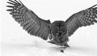 八字命理中，枭印夺食和枭食夺印分别是什么意思？