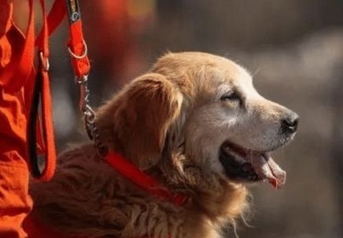 2026年属狗人9月运势和2026年属狗人1月运势分别是什么？