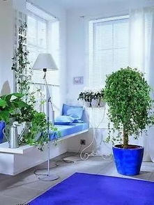 1.3 其他吉祥植物：多重利好叠加