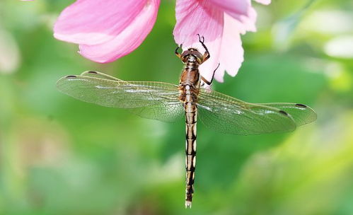 （一） 自由的象征与风之使者