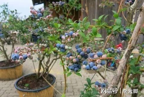 离谱！这些果树居然这么灵？