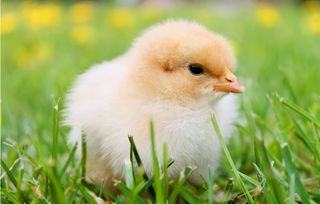 生肖鸡(鸡?早上叫醒你的...)