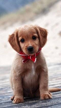 事业运势及社会地位：千锤百炼终有所成