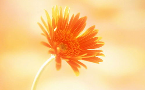 惊！做梦看到小黄花的真实含义，99%的人都不知道