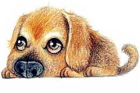 属狗2026年财运如何，那一年运势走向是怎样的？