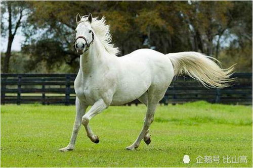 1990年属马人7月26日风水吉祥物有哪些，能带来哪些吉凶影响？