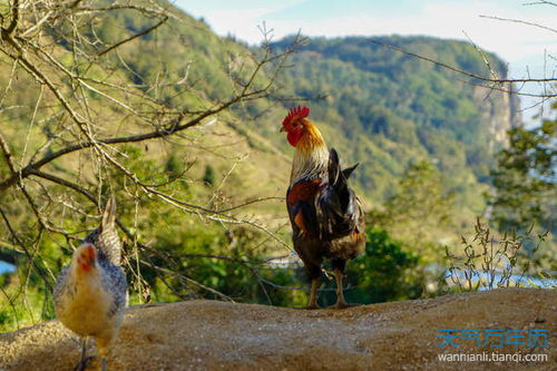 1957年属鸡女性2026年婚姻运势详解是什么？