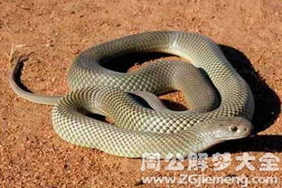 梦见鱼蛇同现是何意？周公解梦有何说法？