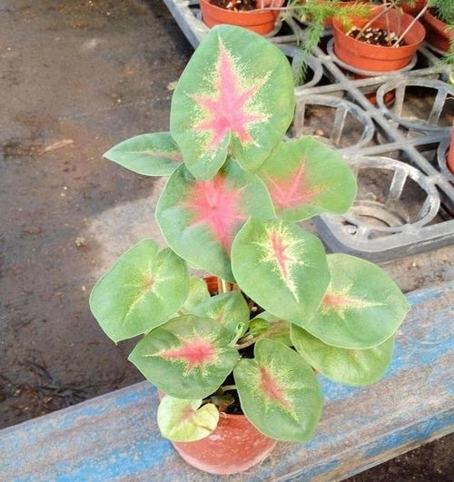 风水界隐藏BOSS？紫罗兰鸭跖草的真实身份