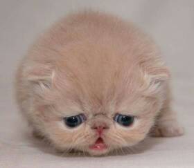 （十一）属狗女性昵称的忠诚守护