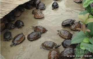 家里养甲鱼风水如何？水池可否养甲鱼？有何讲究？