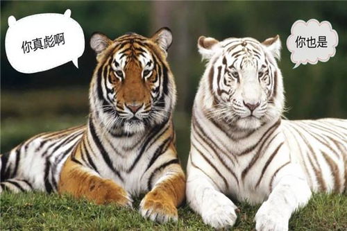 2002年属猴女和1997年属牛男是否相配？