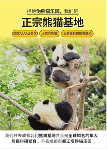 第二天：熊猫基地打卡？不存在的！我的深度熊猫体验