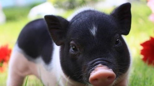 2. 属猪人群的心理障碍：克服固有惯性与认知局限