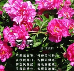 百花争艳的生肖是哪个？打一生肖百花争艳如何为？