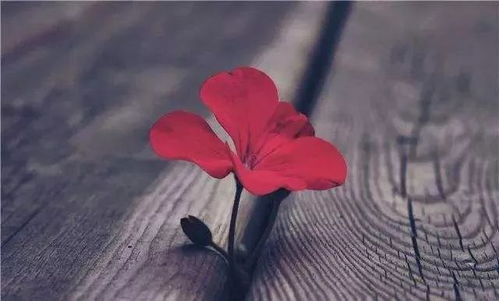 ：选择、 命运与个体经验的交织