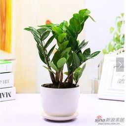 家里种什么树能像财树一样，连续八年旺家财运？