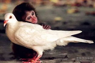 第二章：上吉之月——春季与夏季的吉祥寓意