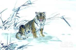 1998年属虎人运势和财运分析具体是怎样的？