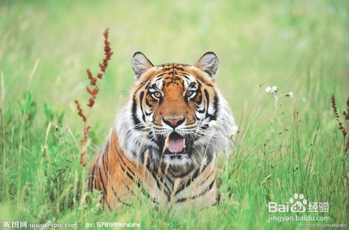 十二生肖分别指什么，它们各自代表什么含义？